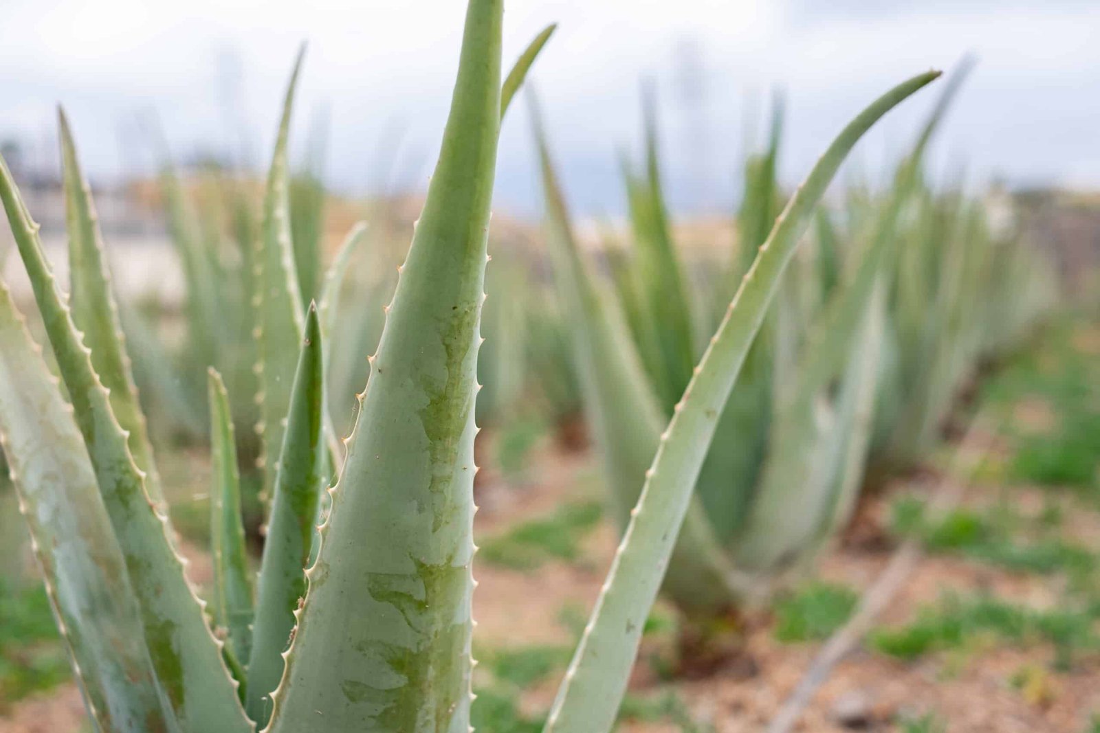 aloe-vera-plantation-close-up-on-fresh-leaf-of-al